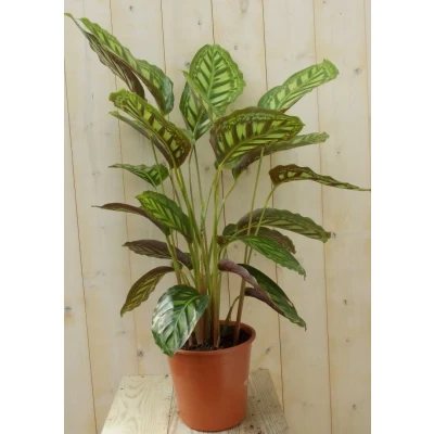 Afbeelding van Calathea Makoyana Pauwenplant lichtgroen groot blad 60 cm Warentuin Natuurlijk