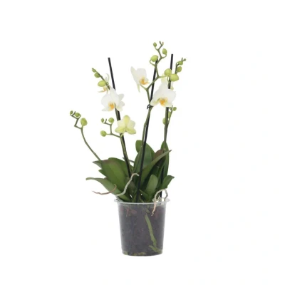 Afbeelding van Phalaenopsis Multiflora Orchidee Wit Pot 12cm Hoogte 35 45cm