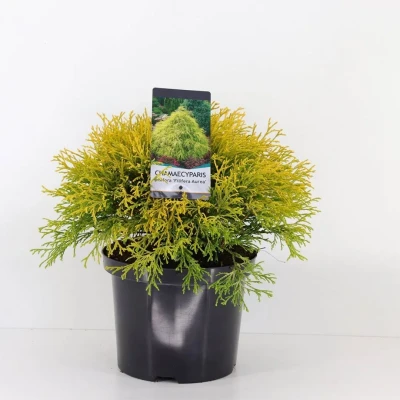 Afbeelding van Chamaecyparis pis filifera aurea 45 cm Warentuin Natuurlijk