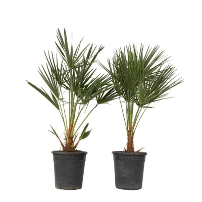 Afbeelding van Chamaerops Humilis Set van 2 Europese Dwergpalm Pot 21cm Hoogte 70 80cm