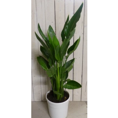 Afbeelding van Kamerplant Paradijsvogelbloem Strelitzia 100 cm Warentuin Natuurlijk