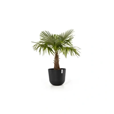 Afbeelding van Ecopots Oslo 55 cm donker grijs planten/bloembak pot
