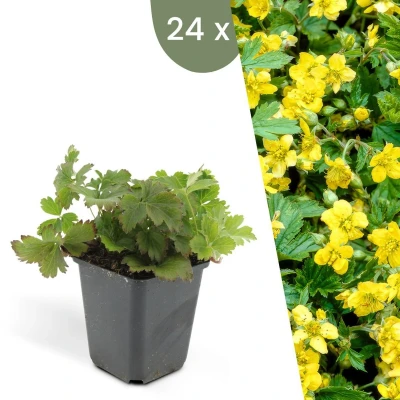 Afbeelding van Plants by Frank 24 Goudaardbei planten Waldsteinia ternata Winterharde bodembedekker tuinplanten vaste meerjarig