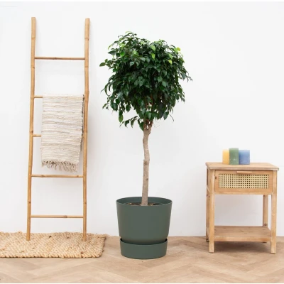 Afbeelding van Ficus Benjamina Danielle 140cm