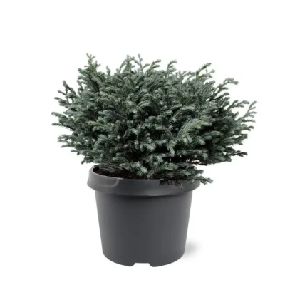 Afbeelding van Chamaecyparis pis. Blue Moon pbr 20 25 cm Conifeer Warentuin Natuurlijk