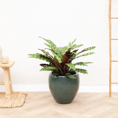 Afbeelding van Calathea Lancifolia 100cm