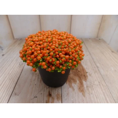 Afbeelding van 3 stuks! Kamerplant Koraalmos Warentuin Natuurlijk