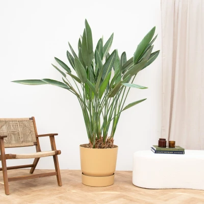 Afbeelding van Strelitzia Reginae XXL