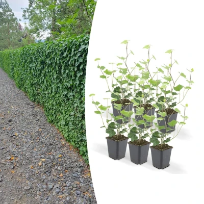 Afbeelding van Hedera Hibernica P9 10/25 6x