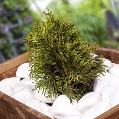 Afbeelding van VELLES Witte stenen, kiezelstenen, decoratieve aquarium, stenen om te knutselen, siergrind, tuinstenen, grote tuindecoratie, steen, wit, groot