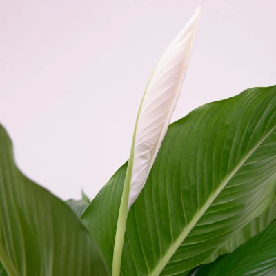 Afbeelding van Spathipphyllum 120cm