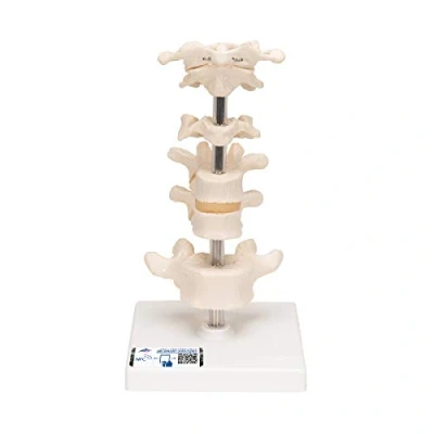 Afbeelding van 3B Anatomisch model Wervels op statief 6 soorten A75