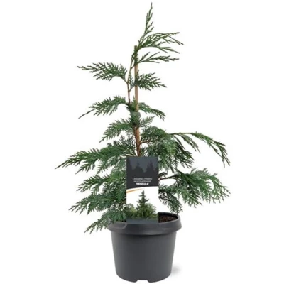 Afbeelding van Warentuin natuurlijk Chamaecyparis nootk. Pendula 40 50 cm Conifeer