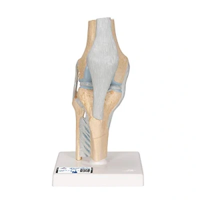 Afbeelding van Anatomie model sectie kniegewricht 3 delig
