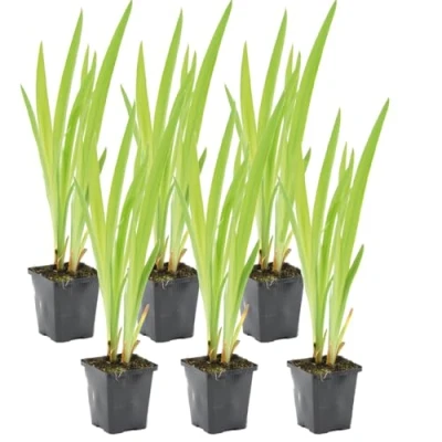 Afbeelding van 6x Iris &#039;Versicolor&#039; Wilde Vijverplant Winterhard ⌀9 cm 20 30