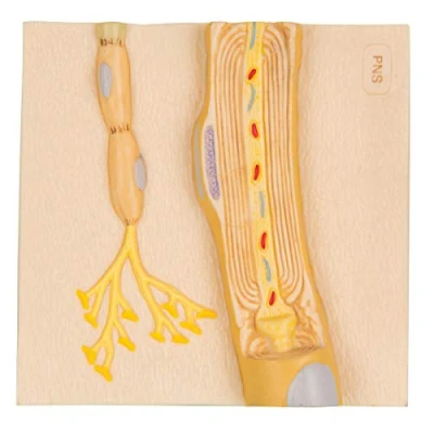 Afbeelding van Anatomie model Schwann cellen in PNS