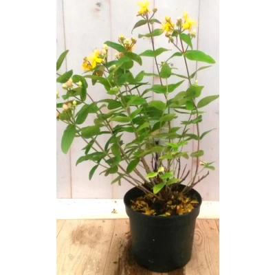Afbeelding van Hypericum Warentuin natuurlijk