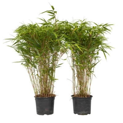 Afbeelding van Fargesia Gansu Set van 2 Niet woekerende Bamboe Pot 17cm Hoogte 50 70cm