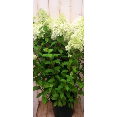 Afbeelding van Pluim Hortensia Hydrangea Wit Groot Warentuin natuurlijk