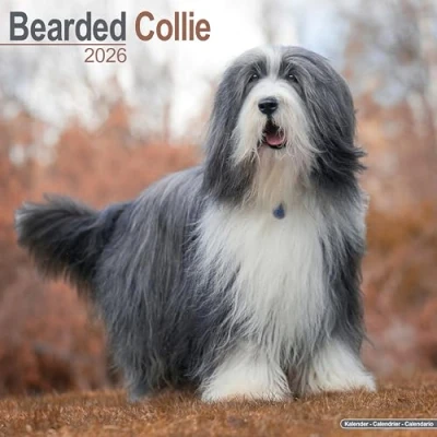Afbeelding van Bearded Collie Calendar 2026 Square Dog Breed Wall 16 Month