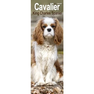 Afbeelding van Cavalier King Charles Spaniels 2025: Original Avonside Kalender Slimline [Mehrsprachig] [Kalender]