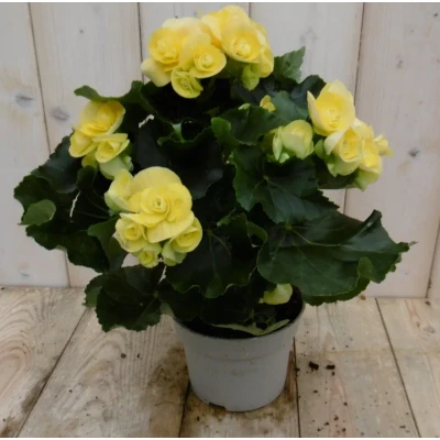 Afbeelding van Kamerplant Begonia dubbelbloemig geel Warentuin natuurlijk