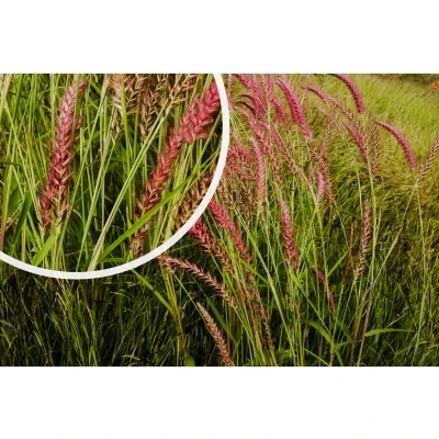 Afbeelding van Vingergras Panicum virgatum &#039;Rehbraun&#039;