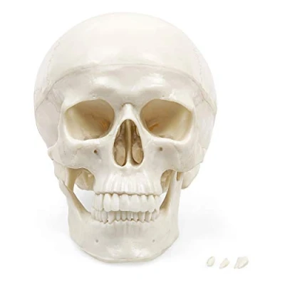 Afbeelding van Elementary Anatomy Anatomy, De betaalbare schedel Menselijk schedelmodel op ware grootte 3 delig