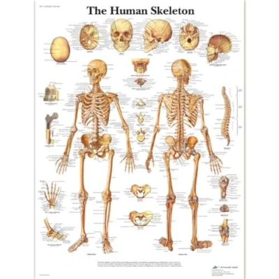 Afbeelding van 3B Scientific Menselijke Anatomie De Skelet Grafiek, Gelamineerde Versie 1001468