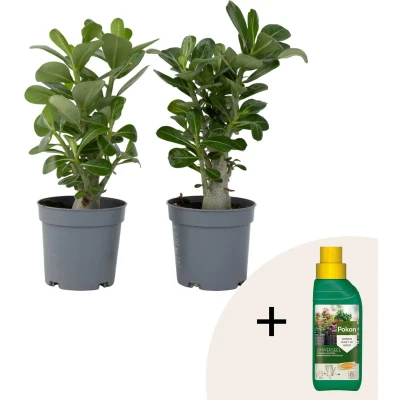 Afbeelding van Plant in a Box Adenium Obesum Pokon Set van 2 Bloeiende Woestijnrozen Pot 10,5cm Hoogte 25 40cm