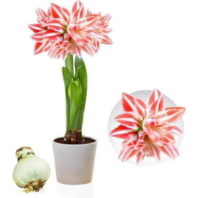 Afbeelding van Amaryllis Double Striped bol, 1 grote bloembol maat 26/30, Exclusieve bloembollen, planten en bloemen uit Nederland, Echte Hippeastrum knol (geen zaden, was niet kunstmatig)