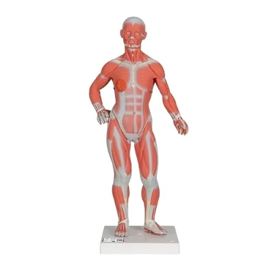 Afbeelding van Menselijk Spiermodel, 1/3x ware grootte, 2 delig