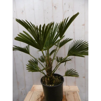 Afbeelding van Winterharde Palmboom hoogte 70 cm Warentuin Natuurlijk