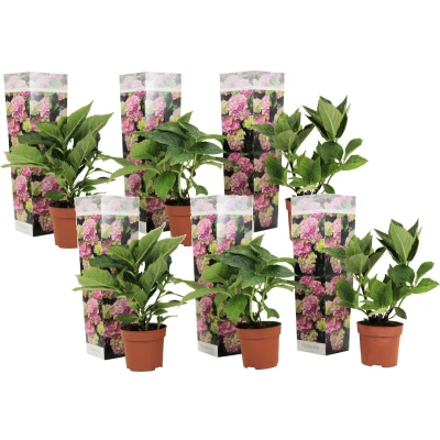 Afbeelding van Hydrangea macrophylla Roze Set van 6 Hortensia Pot 9cm Hoogte 25 40cm