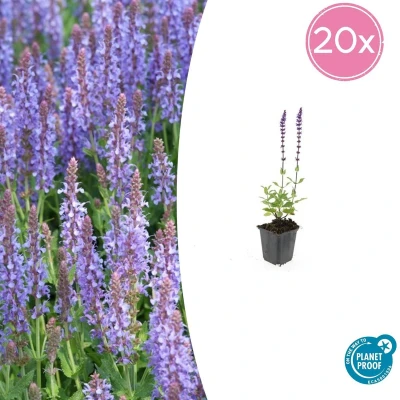 Afbeelding van Tuinplantenshop.com Salvia nemorosa &#039;Caradonna&#039; 20 stuks Ø9cm 10 25cm hoog Tuinplant