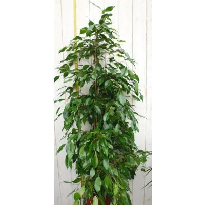 Afbeelding van Kamerplant Ficus Donkergroen 100 cm Warentuin natuurlijk