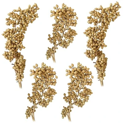 Afbeelding van matches21 Canella droogplanten natuurlijke decoratie gedroogde decoratieve takken, droogbloemen herfst knutselmateriaal natuur set van 5