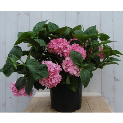 Afbeelding van Hortensia Hydrangea roze groot 80 cm Warentuin natuurlijk
