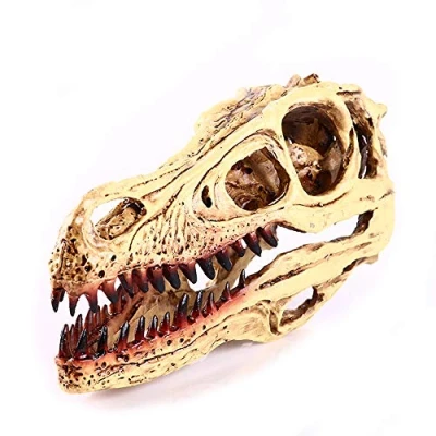 Afbeelding van VOANZO Hars Velociraptor Schedel Model Replica, Dinosaurus Tand Fossiel, Fotografie Props Onderwijs Tool Thuis Ornament