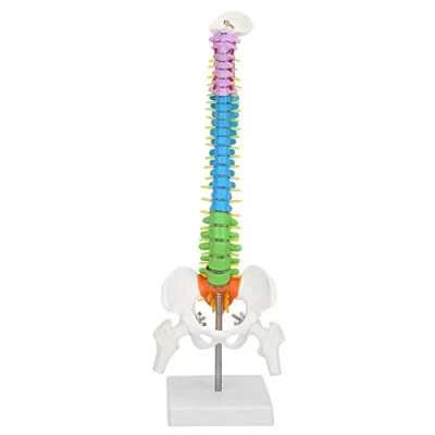 Afbeelding van Extreem flexibel wervelkolommodel, anatomisch model van de menselijke wervelkolom met bekkenfemur, 45 cm, levensgrootte