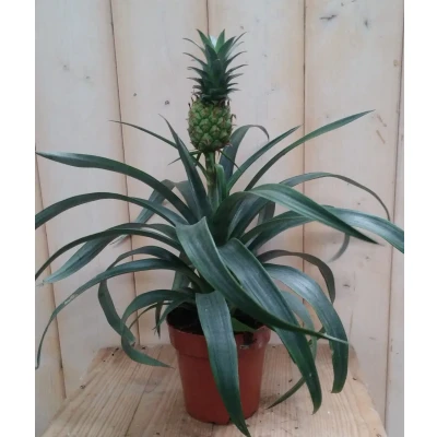 Afbeelding van Ananasplant Warentuin Natuurlijk