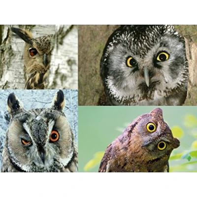 Afbeelding van Edition Colibri Ansichtkaartenset vogels: ULEN (UHU, WALDOHREULE, Kauz (4 ansichtkaarten) ideaal voor verzamelaars en postcrossing