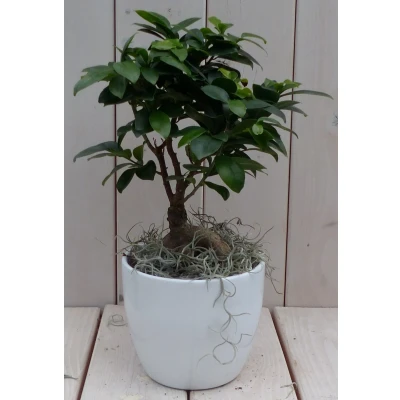 Afbeelding van Bonsai Ficus microcarpa witte pot 30 cm Warentuin Natuurlijk