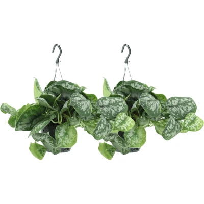 Afbeelding van Plantenboetiek.nl Scindapsus Pictus Trebie Epipremnum kamerplant Ø 15cm Hoogte 25cm 2 stuks