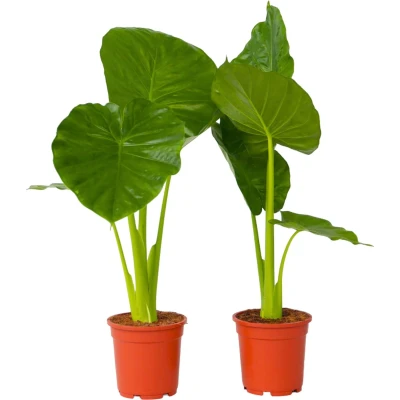 Afbeelding van Alocasia Odora Set van 2 &quot;Olifantsoor&quot; Pot 17cm Hoogte 55 75cm