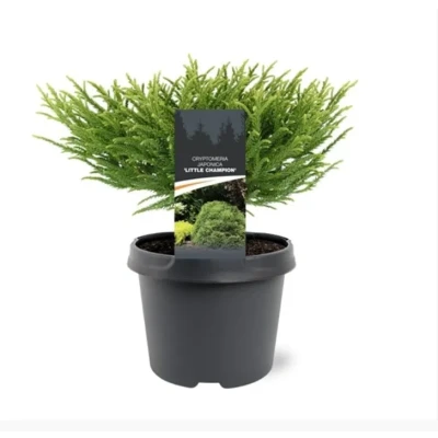 Afbeelding van Cryptomeria jap. Little Champion 25 30 cm Conifeer Warentuin Natuurlijk