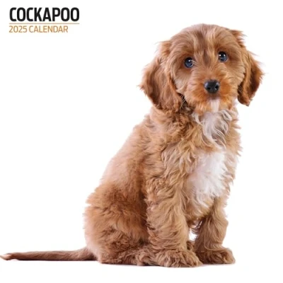 Afbeelding van Cockapoo 2025 Moderne kalender