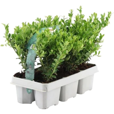 Afbeelding van Plants by Frank 6 hulst planten winterhard x Ø7 cm ↕15 Ilex crenata Jenny haagplanten