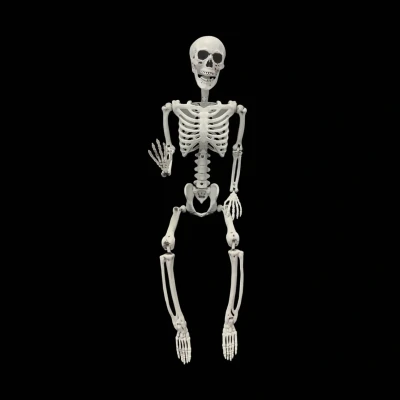 Afbeelding van Halloween skelet 90cm