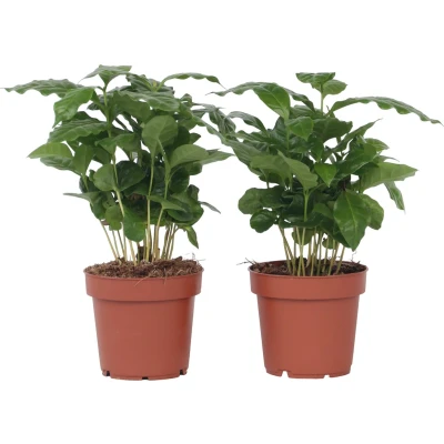 Afbeelding van Coffea Arabica Koffieplant Set van 4 Pot 12cm Hoogte 25 40cm